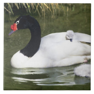 Black-necked swan adult and cygnets in water. ceramic tile
