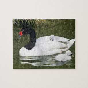 Black-necked swan adult and cygnets in water. jigsaw puzzle