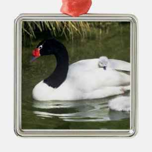 Black-necked swan adult and cygnets in water. metal ornament