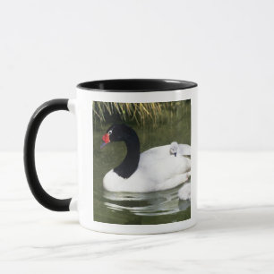 Black-necked swan adult and cygnets in water. mug