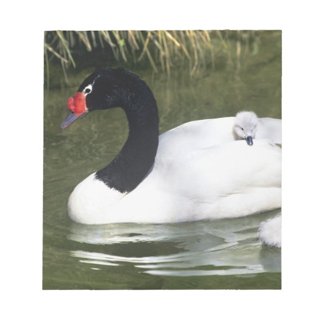 Black-necked swan adult and cygnets in water. notepad (Front)