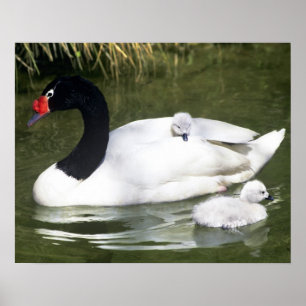 Black-necked swan adult and cygnets in water. poster
