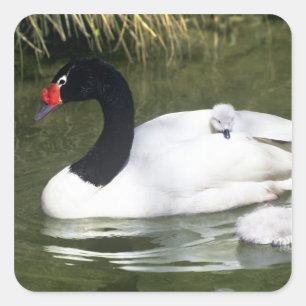 Black-necked swan adult and cygnets in water. square sticker