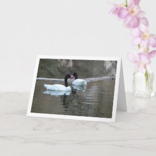 Black Necked Swans Card
