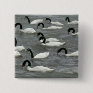 Black-necked swans (Cygnus melancoryphus) 15 Cm Square Badge