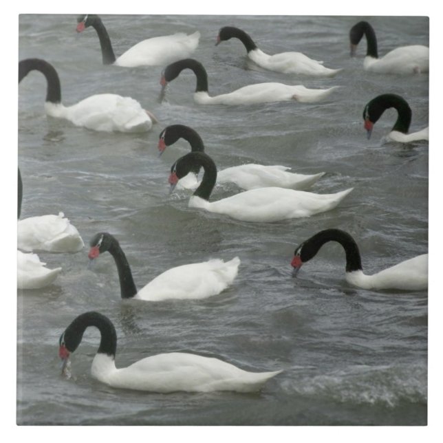 Black-necked swans (Cygnus melancoryphus) Ceramic Tile (Front)