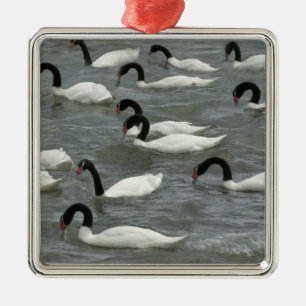 Black-necked swans (Cygnus melancoryphus) Metal Ornament