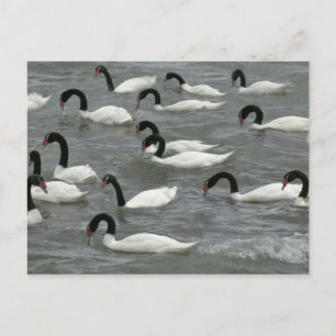 Black-necked swans (Cygnus melancoryphus) Postcard