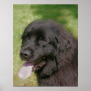 Black Newfoundland Dog Art Pastel Poster