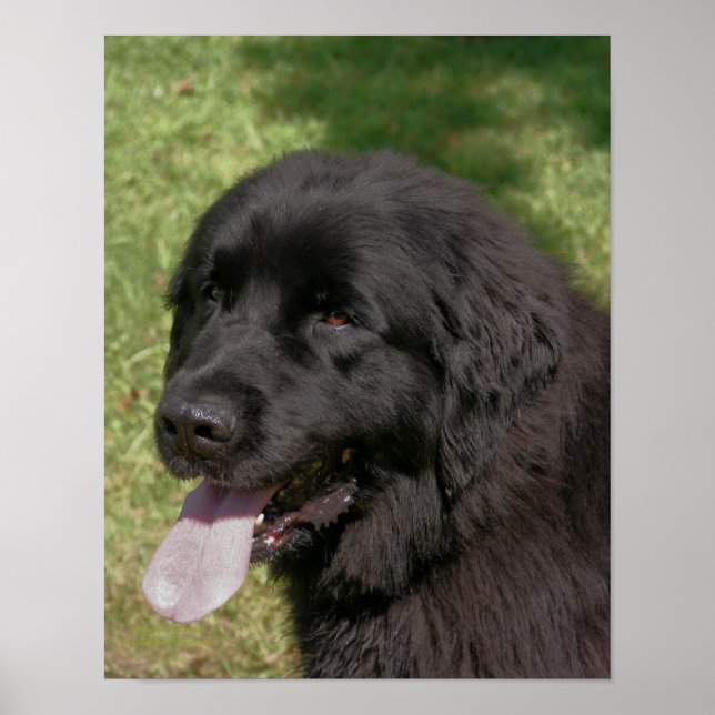 Black Newfoundland Dog  Poster (Front)