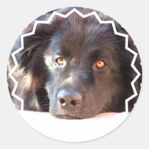 Black Newfoundland Dog Stickers