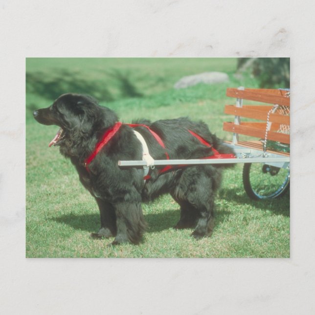 Black Newfoundland Postcard (Front)