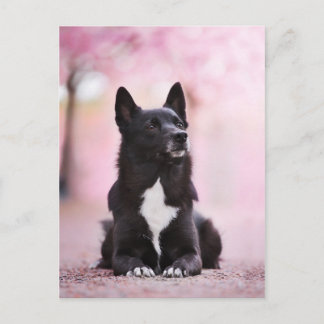 Black Norwegian Buhund and Cherry blossoms Postcard