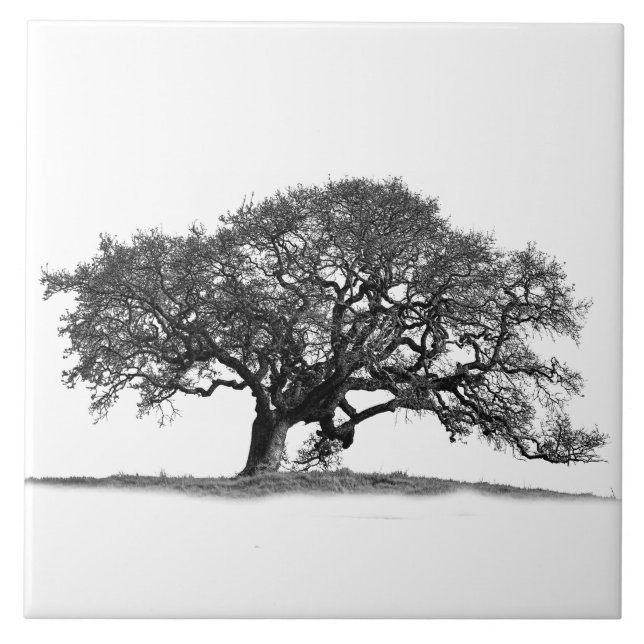 BLACK OAK TREE CERAMIC TILE (Front)