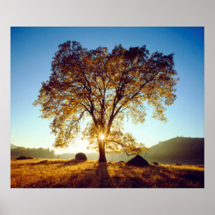 Black Oak Trees   Cleveland National Forest, CA Poster
