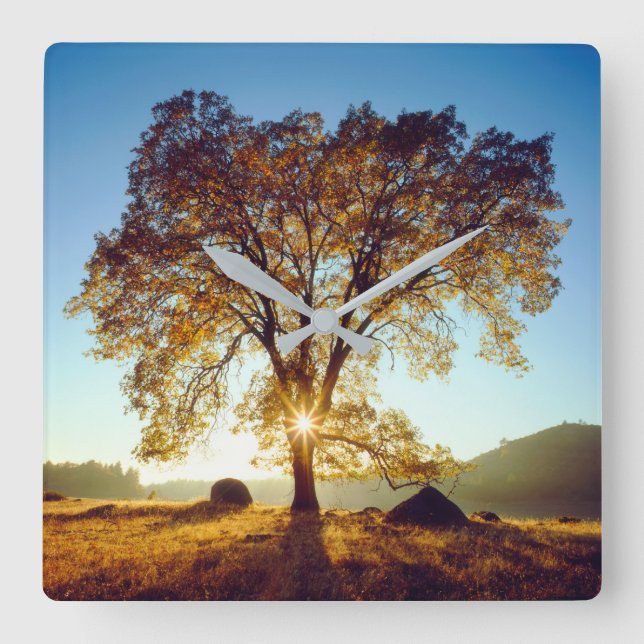 Black Oak Trees | Cleveland National Forest, CA Square Wall Clock (Front)