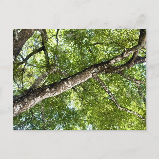 BLack Olive Tree Canopy Postcard (Front)