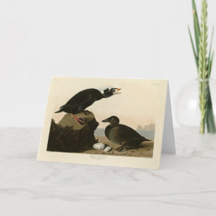 Black or Surf Duck from Audubon's Birds of America Card