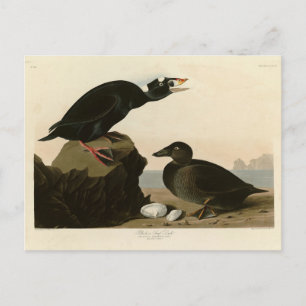 Black or Surf Duck from Audubon's Birds of America Postcard
