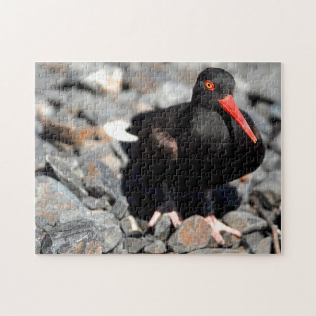 Black Oyster Catcher Alaska. Jigsaw Puzzle (Horizontal)