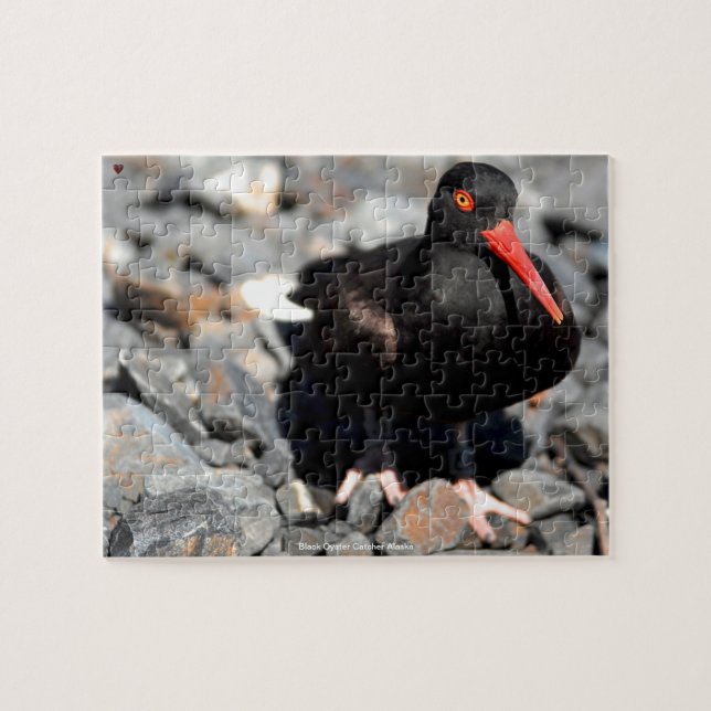 Black Oyster Catcher Alaska Jigsaw Puzzle (Horizontal)