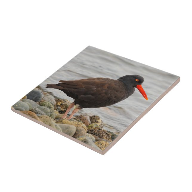 Black Oystercatcher at the Beach Ceramic Tile (Side)