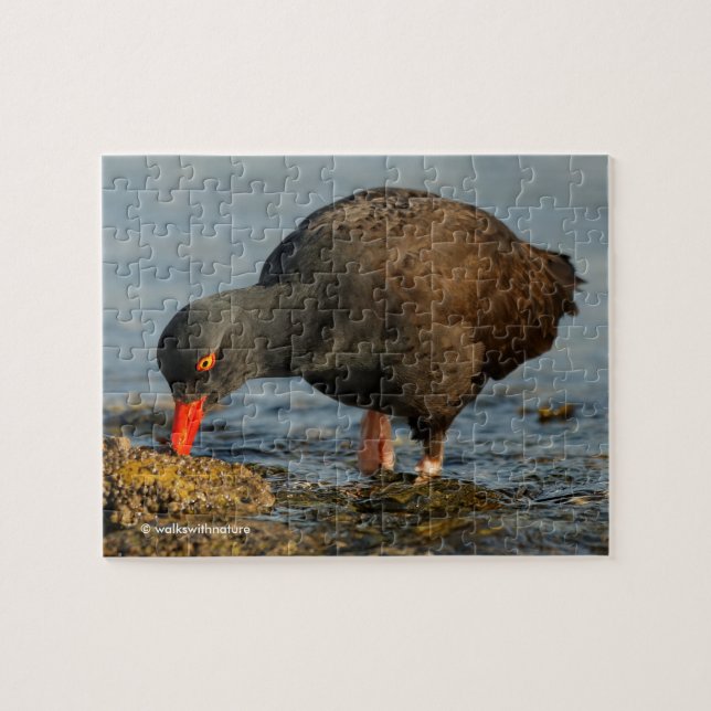 Black Oystercatcher at Work Jigsaw Puzzle (Horizontal)