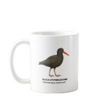 Black Oystercatcher - Birds of California