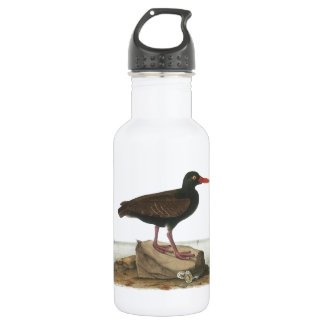 Black Oystercatcher by Audubon 532 Ml Water Bottle