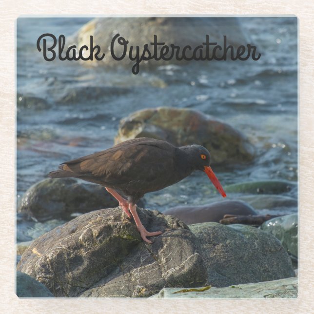 Black Oystercatcher Glass Coaster (Front)