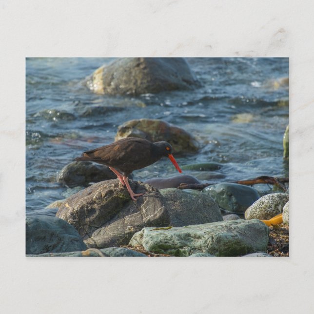 Black Oystercatcher Postcard (Front)