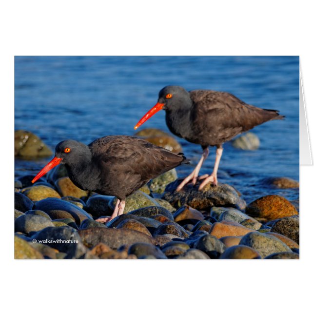 Black Oystercatcher See, Black Oystercatcher Do (Front Horizontal)