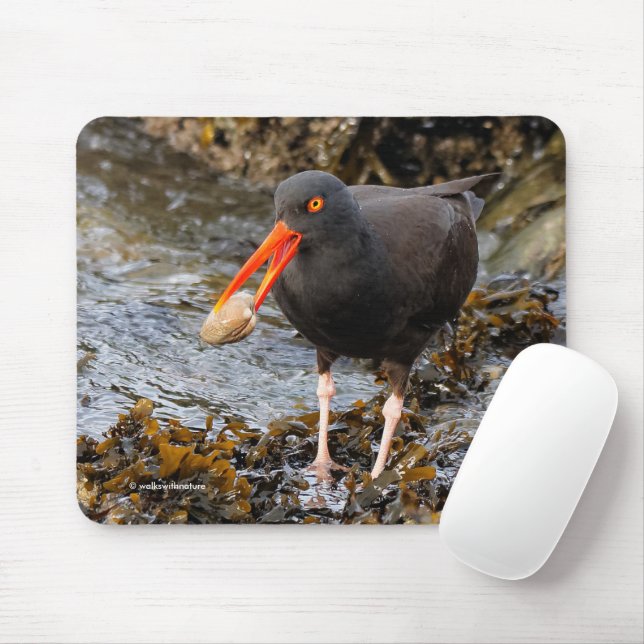 Black Oystercatcher Shorebird Fishing at the Beach Mouse Pad (With Mouse)