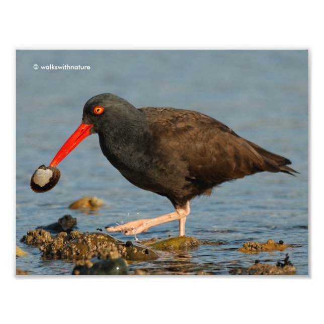 Black Oystercatcher with Clam Photo Print (Front)