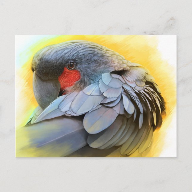 Black Palm Cockatoo realistic painting Postcard (Front)