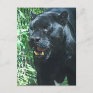 Black Panther Cat  Postcard