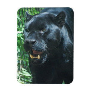 Black Panther Cat Premium Magnet