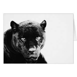 Black Panther Jaguar