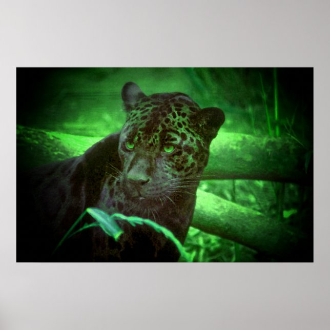Black Panther Jaguar Poster (Front)
