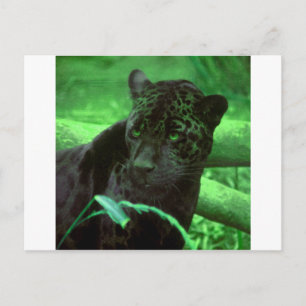 Black Panther Jaquar on Green Postcard