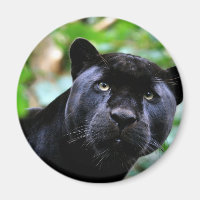 Black Panther Macro