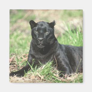 Black Panther Magnet