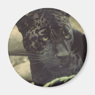 Black Panther Magnet