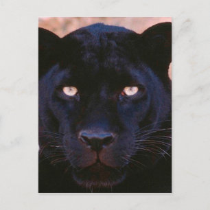 Black Panther Postcard