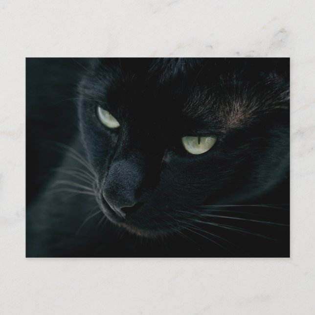 Black panther - Postcard (Front)