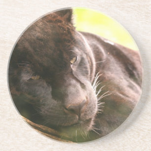 Black Panther Sleeping Coaster