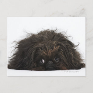 Black Pekingese dog lying down Postcard