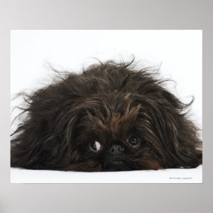 Black Pekingese dog lying down Poster