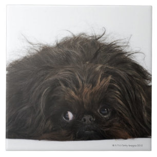 Black Pekingese dog lying down Tile