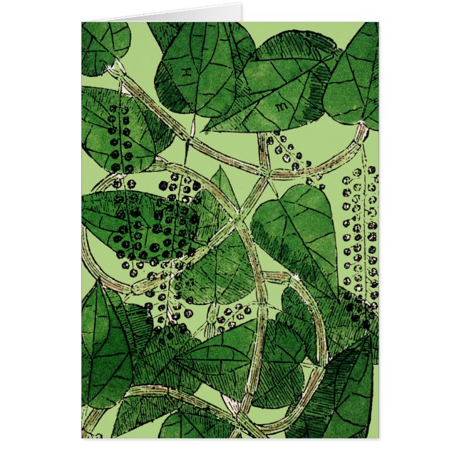 Black Pepper Plant, 1578 (Front)